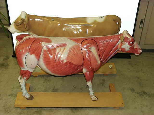 写真：牛の模型
